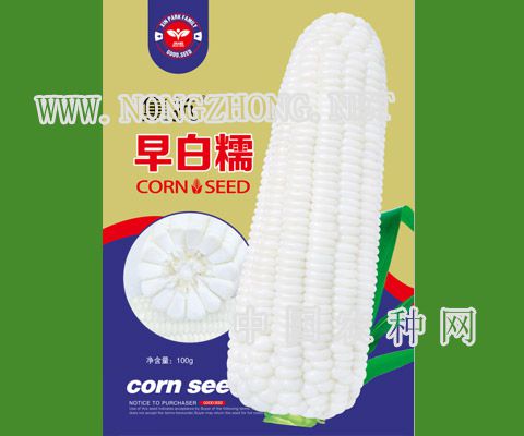 早白糯